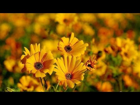 أكثر من عشرين فائدة من حديث يا أبا عمير ما فعل الن غ ير ذكرها الفقيه الشافعي ابن القاص