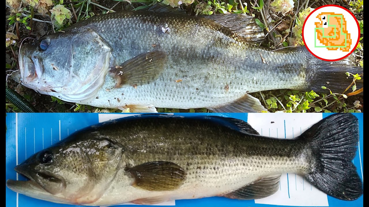 ワーム まとめ売り 海釣り ブラックバス アジンググランダー武蔵