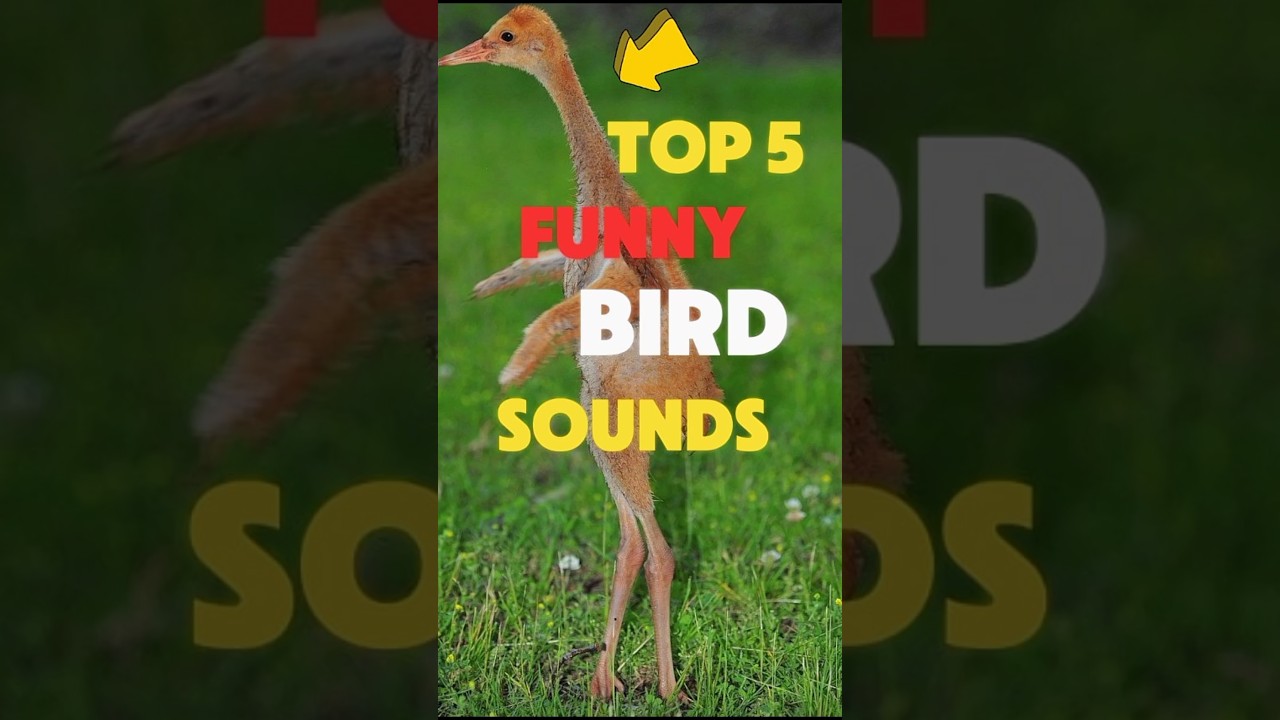 Пять самых смешных звуков птиц!