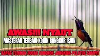 MASTERAN KONIN JUARA ISIAN CUCAK CUNGKOK JANGKRIK KAPAS TEMBAK PELATUK SAMPIT