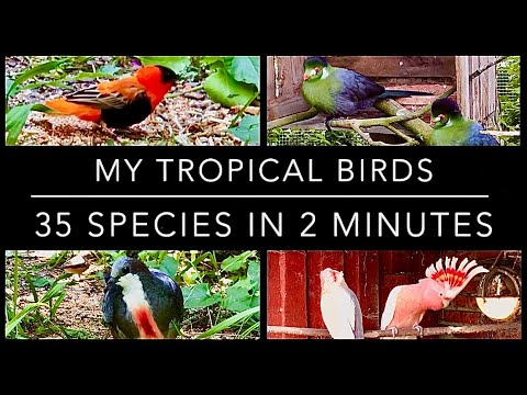 My 35 different aviary birds species 2021 - finches, softbills, Cockatoos, etc (bird aviary)