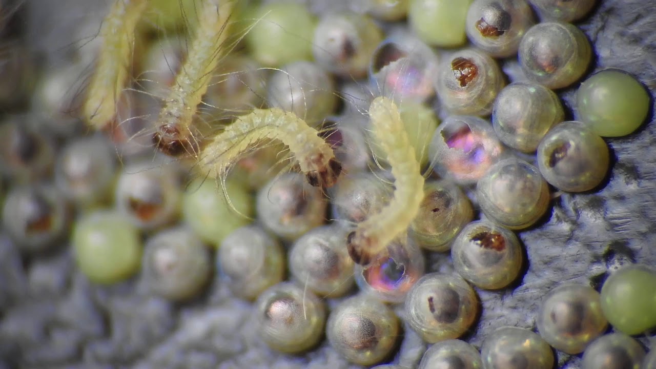 Moth Egg Hatching VII YouTube
