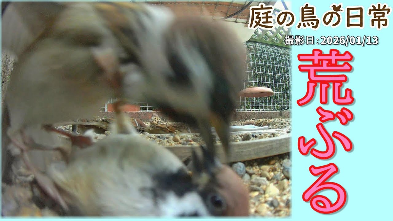 【庭の鳥の日常】(26,01,13) 喧嘩の多い一日