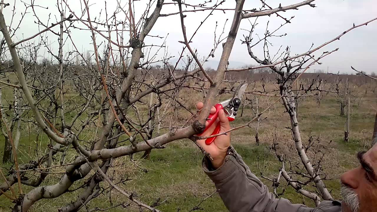 Κλάδεμα ενήλικου δένδρου αχλαδιάς (σύστημα διαμόρφωσης: ελεύθερο κύπελλο)
