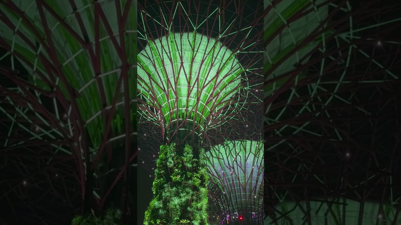 The Hidden World Of Singapore S Palm Trees