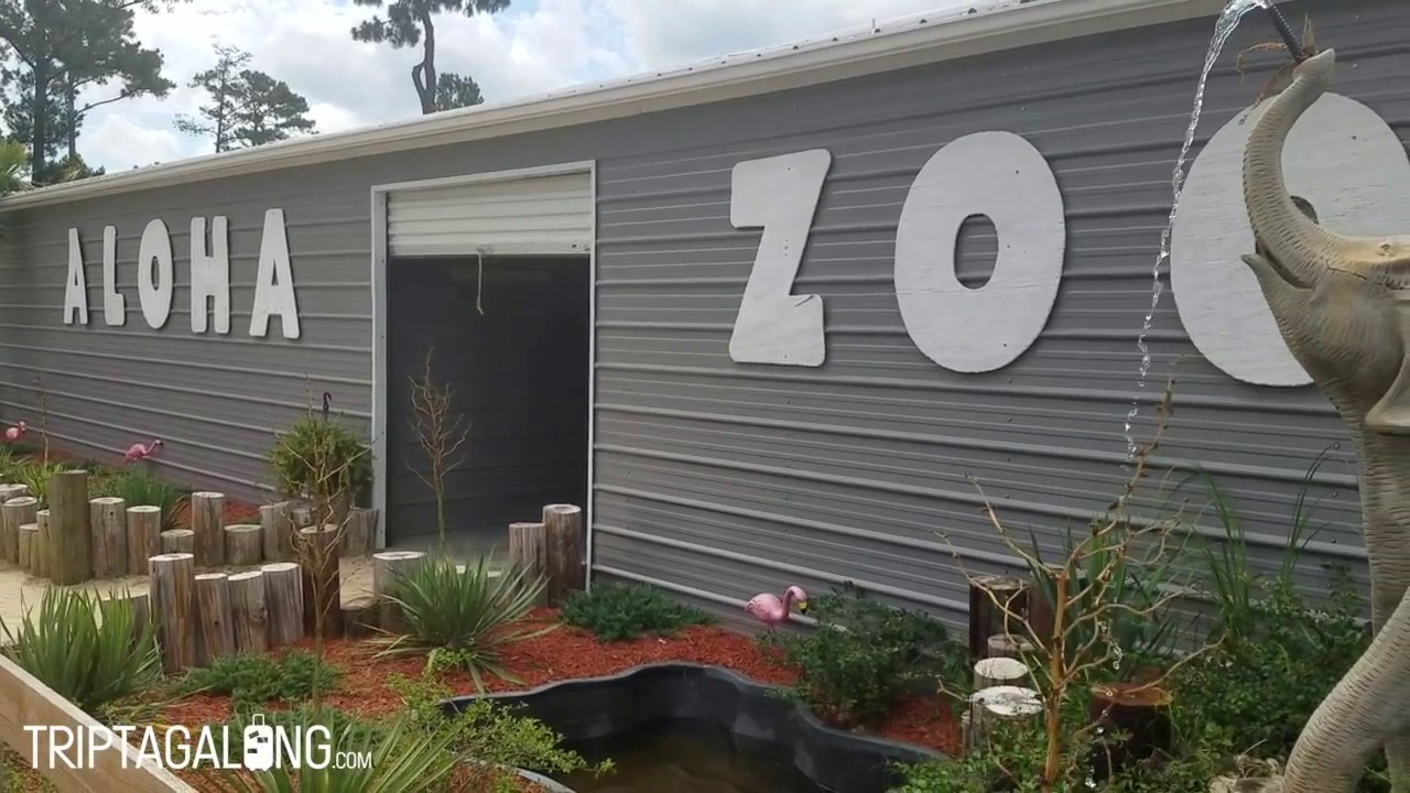 Aloha Safari Zoo YouTube