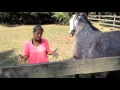 Scared Bullied Horse - Session with Energy Healer & Animal Communicator