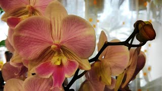 Магические звуки саксофона и великолепие орхидей!