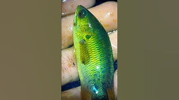 Cá rô cá lóc ở đường nước chảy #shorts #short