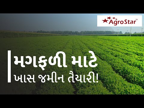 Groundnut Soil selection and soil preparation । મગફળી ની ખેતી । Ramesh Rathod । - Groundnut Soil selection and soil preparation । મગફળી ની ખેતી । Ramesh Rathod ।