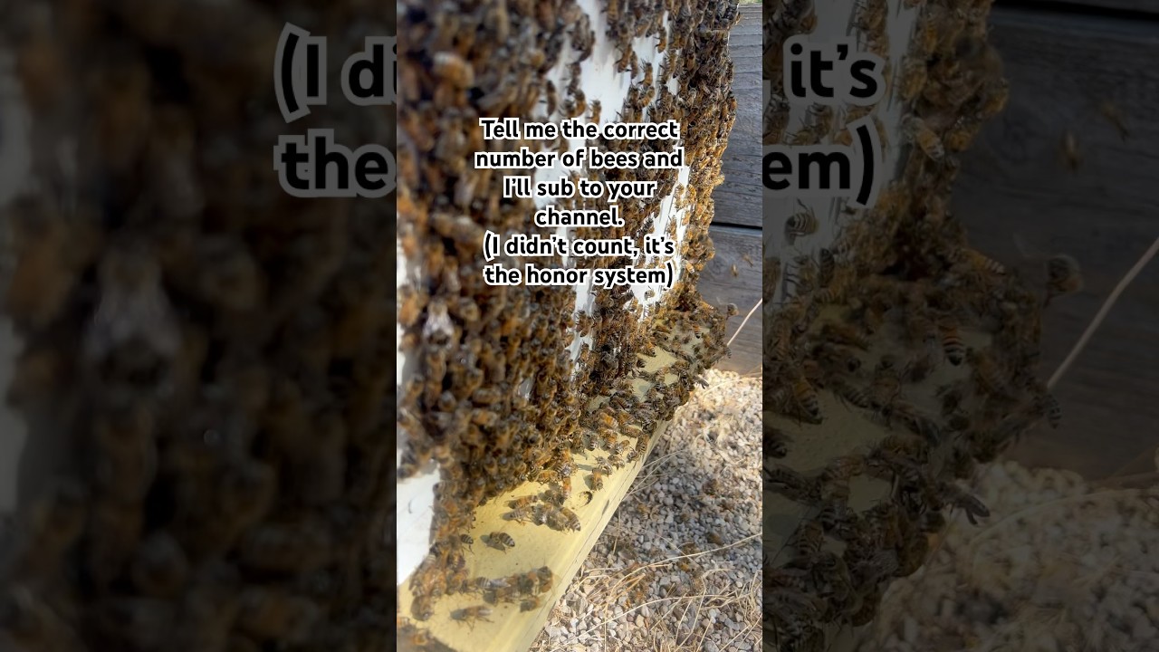 How Many Bees Are There? 