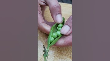 Matar TIT77446 mini rotary tillage and ridging all-in one tree short view