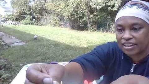 Science Experiment: Circuit Bugs