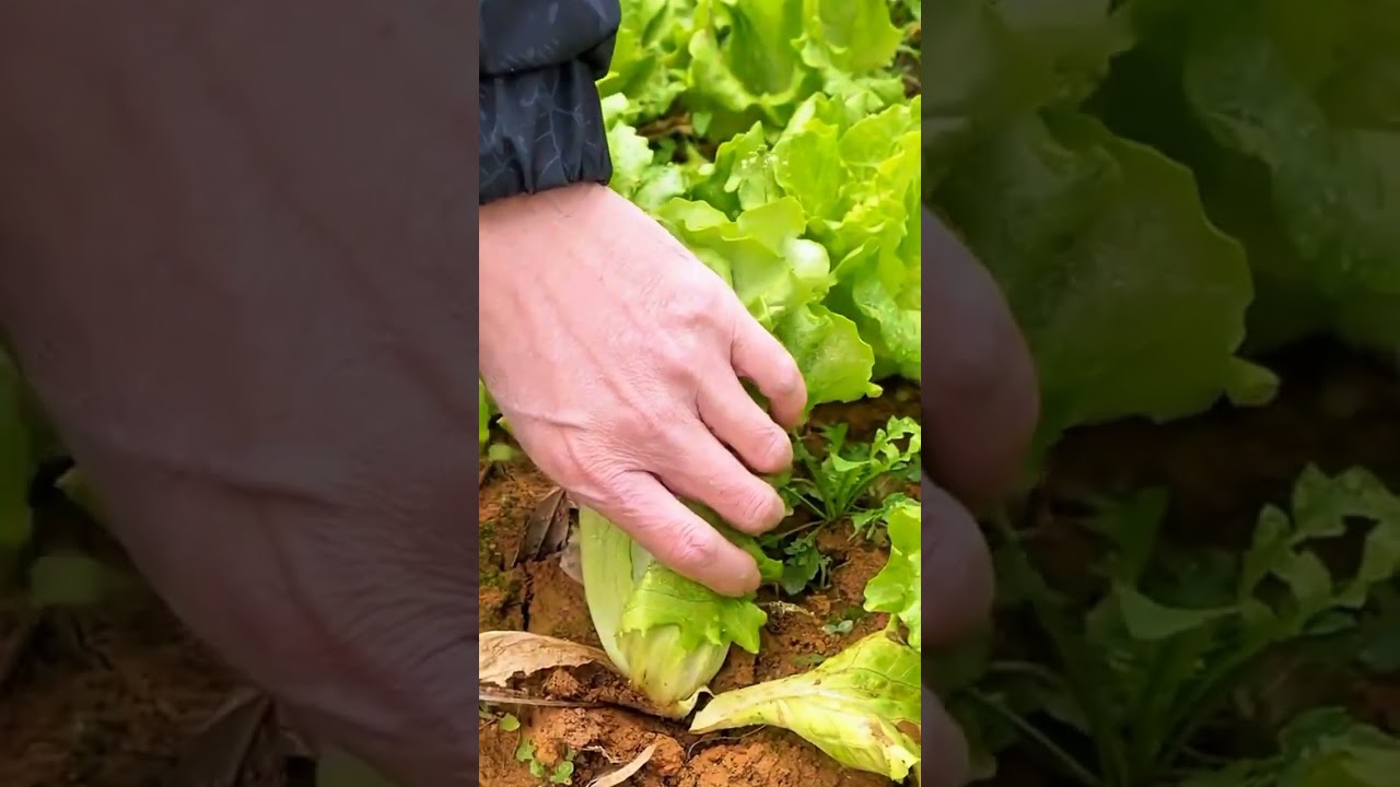 amazing Ashoka leaf flower making ideas 