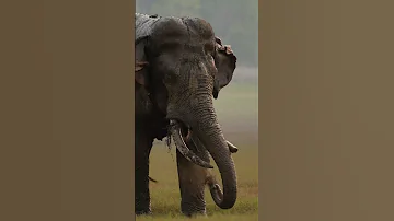 #eliphant #animals