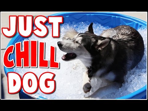 Puppy takes an ice bath