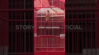 CENDET RASA LOVEBIRD #kicaumania #burung #birds #kicaumaniaindonesia #shorts