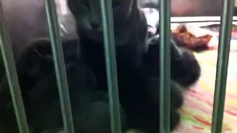 Watch the video about Russian Blue Mama Cat with 7 Russian Blue Kittens - Needs Rescue