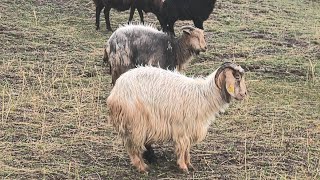 GECE KURT SALDIRILARI GÜNDUZ YAĞMUR RÜZGAR SİS İLKBAHAR GELDİM DİYOR.