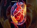 When Does a Baby’s Heart Start Beating in the Womb during pregnancy?#viralvideo #viralshort
