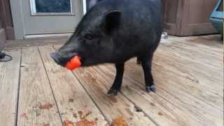 Napoleon Tomato Destroyer