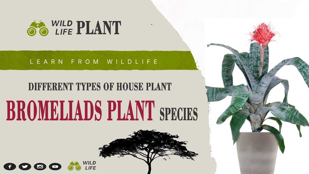Bromeliads Plants (House Plants) II Bromeliads Plants Species Name II Scientific Name II