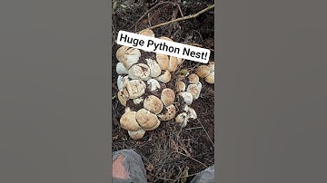HUGE Python Nest! #python #snake #shorts #wildlife #nature #dangerous #herping #crazy #florida #nest