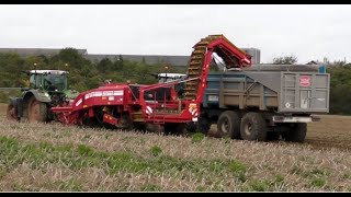 L'arrachage de Pommes de Terre