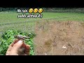 Went To Check Paddy Field All Getting Dry ЁЯШеЁЯШеЁЯШе Went To Check Paddy Field All Getting Dry ЁЯШеЁЯШеЁЯШе