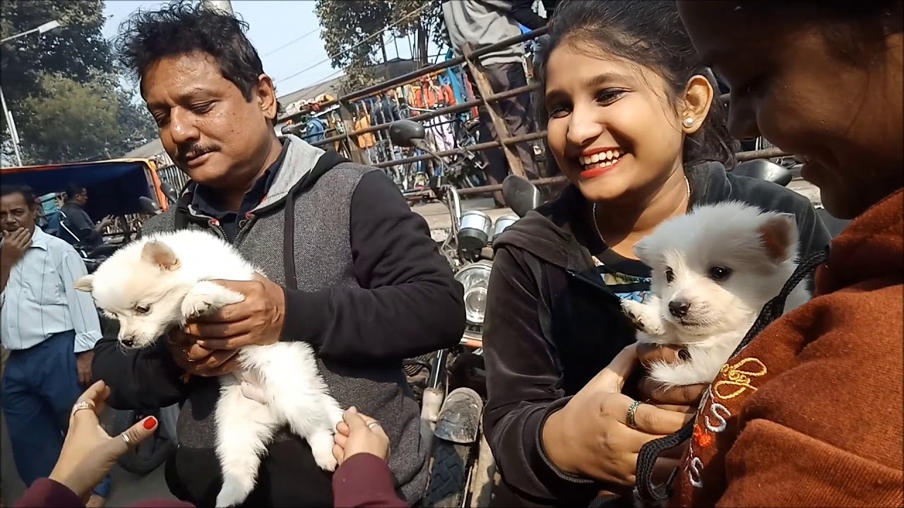 adopt dog las vegas Cute Snow White Spitz Puppies Get Their New Family