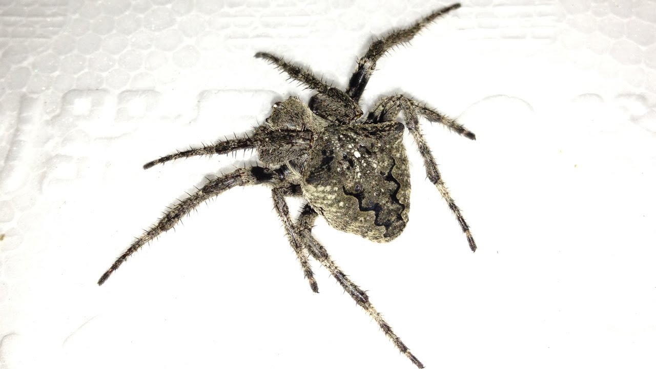 What is the name of this spider? 【閲覧注意】このクモの名前なに
