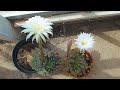 Blooming cacti 🌵 in the botanical garden / Цветущие кактусы 🌵 в ботсаду #cacti
