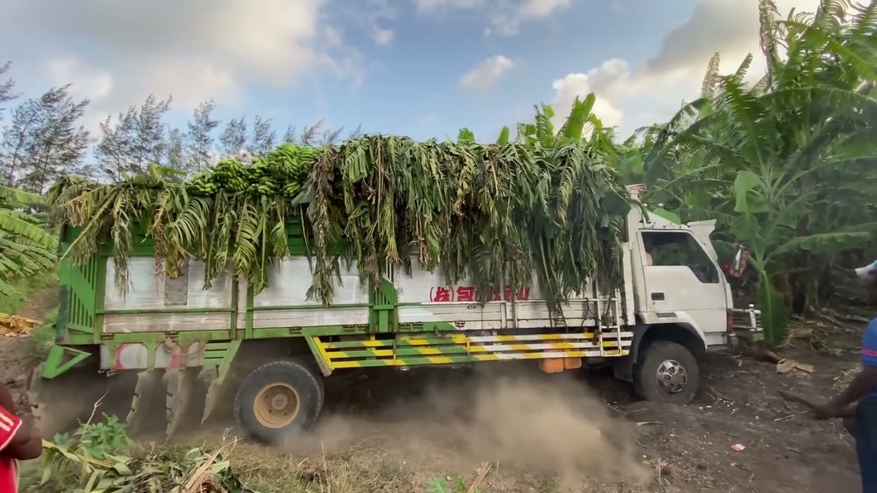 Beeraha Janaale| gaari xamuul moos sida oo dhigo galay, makiino looga saaray dhiiqada
