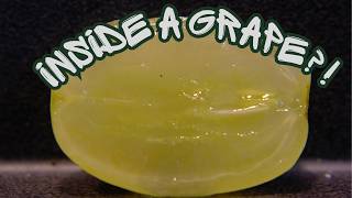 Inside a White Grape 🍇 | From Whole to Half