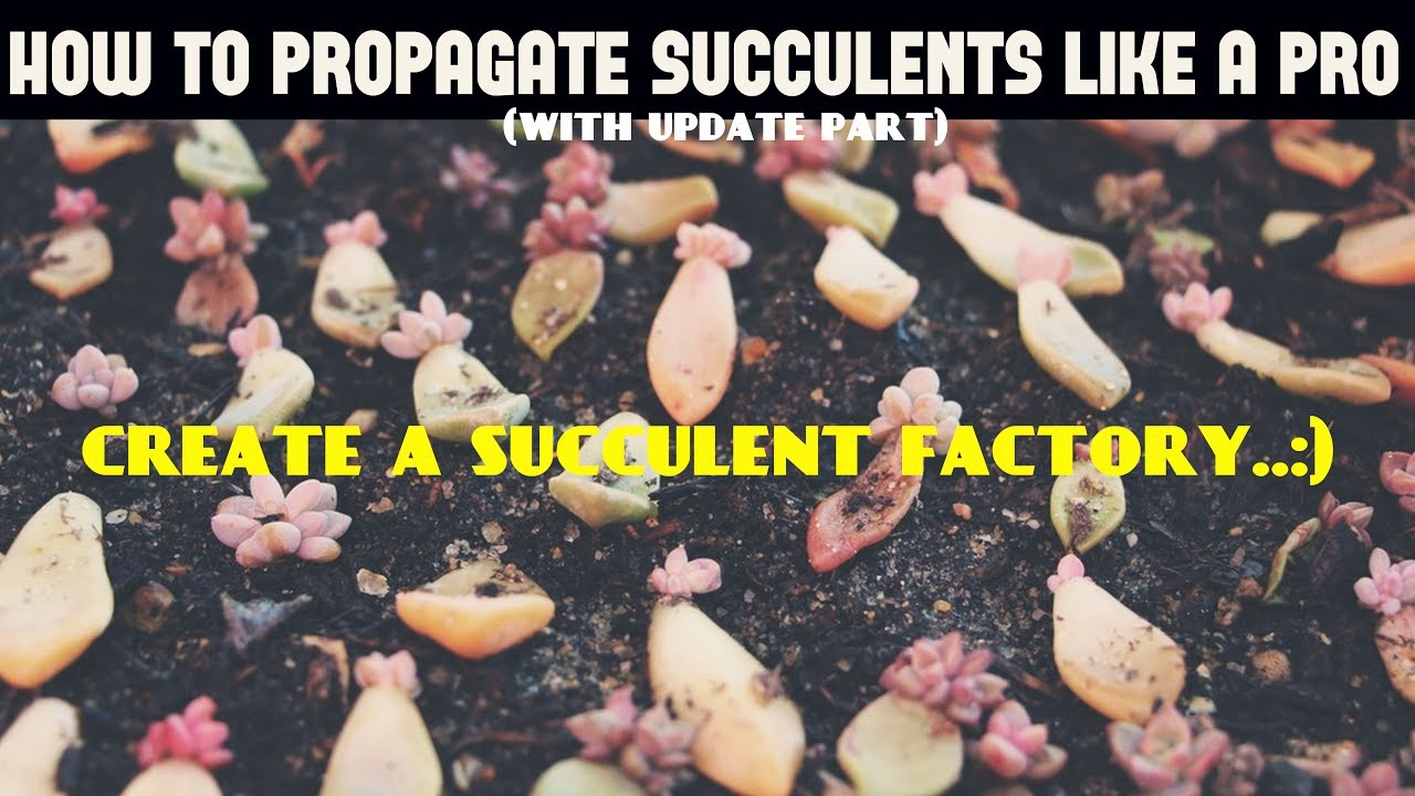 How to Propagate Succulents - YouTube
