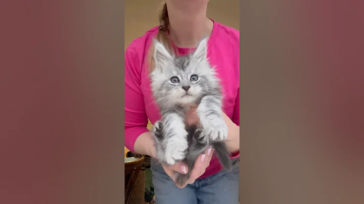 Video 11728491: mainecoon cat kitty pets, mainecoon cat kitten kitty