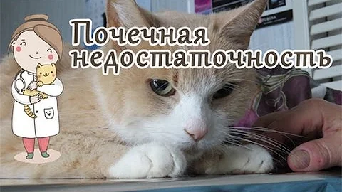 Почечная недостаточность у кота, симптомы. Советы ветеринара