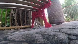 I had a squirrel check out my camera