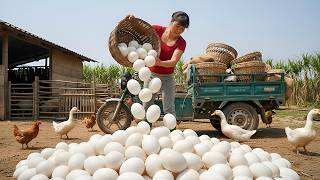 ¡Tantos Huevos de Pato! Recolectando y Cargando para Vender en el Mercado Rural
