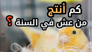 كم عدد الأعشاش التي تضعها أنثى الكناري في السنة وكيف تتدخل لرفع نسبة الإنتاج منهم