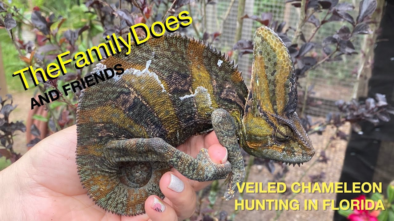 TheFamilyDoes Veiled Chameleon Hunting in Florida with Friends