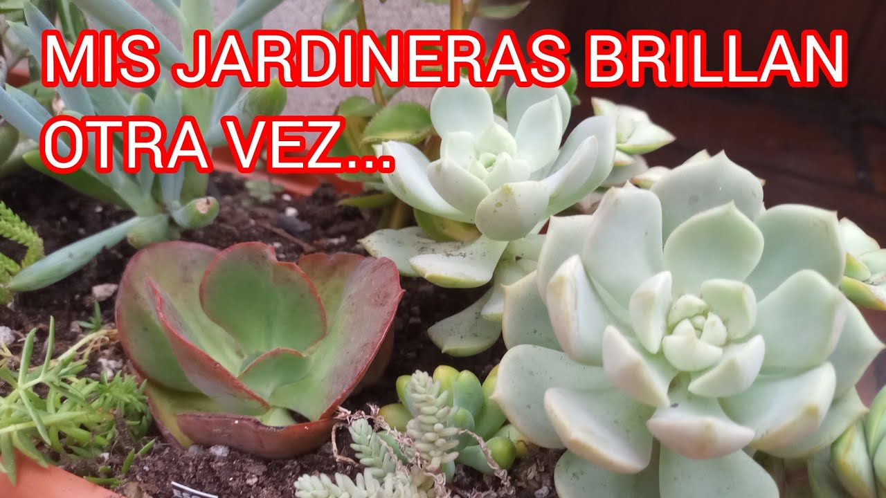 SUCULENTAS RESISTENTES EN MI JARDÍN #lasplantasdegeral #jardin #garden #decogarden #succulent #plant