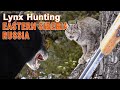 Lynx Hunting in Eastern Siberia - Russia // Chasse au Lynx en Sibérie de l'est - Russie // 2020