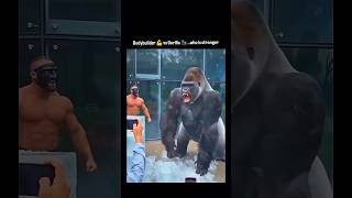 Ice breaking ? Nahi records breaking. 🔥❄️ Gorilla And Power' Full 🦍 !!