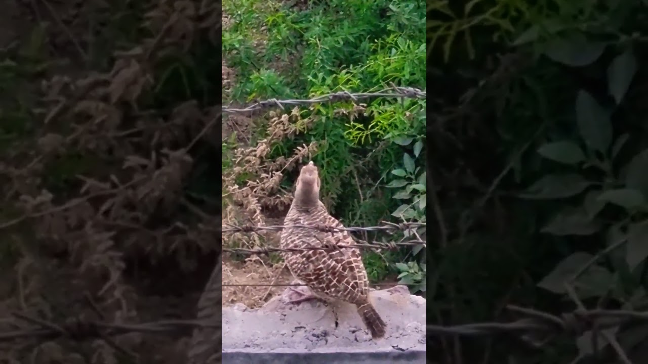 Mama Gray Francolin calling Babies 