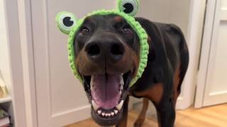 95lb Doberman Showed His Teeth and No One Would Save Him—What This Couple Found Will SHOCK You screenshot 5