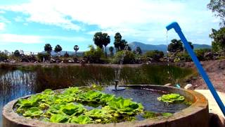 600m2 natural swimming pool @ Ganesha Kampot, eco guesthouse and more.... Cambodia