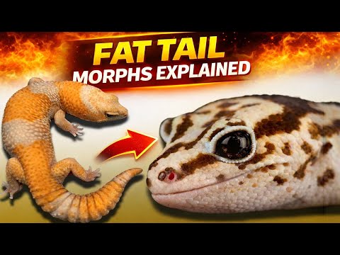 Complete Fat Tail Gecko Morph Guide (Podcast)