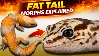 Famous Complete Fat Tail Gecko Morph Guide (Podcast) Wealth