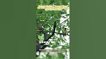 Wuyuan Builds A Luxury Home For Blue Crowned Laughingthrush Bird Species Soar 